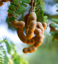 Load image into Gallery viewer, Wicked Tintiri- Tamarind and Ginger based Drink